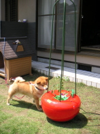 �z�[���n�C�|�j�J�@�ƒ�؉��~�j�g�}�g